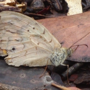 Heteronympha merope at Farringdon, NSW - 10 Jan 2018