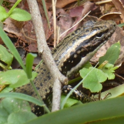 Eulamprus heatwolei (Yellow-bellied Water Skink) at Farringdon, NSW - 9 Jan 2018 by Christine