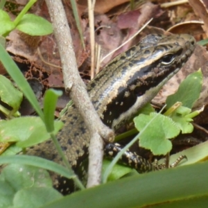 Eulamprus heatwolei at Farringdon, NSW - 10 Jan 2018