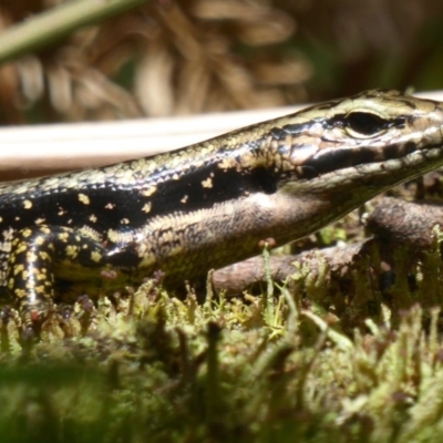 Eulamprus heatwolei (Yellow-bellied Water Skink) at Tallaganda State Forest - 9 Jan 2018 by Christine