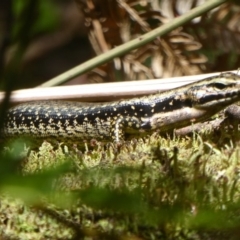 Eulamprus heatwolei at Farringdon, NSW - 10 Jan 2018