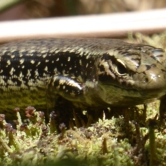 Eulamprus heatwolei at Farringdon, NSW - 10 Jan 2018