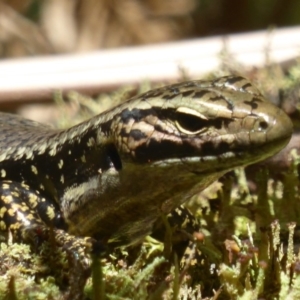 Eulamprus heatwolei at Farringdon, NSW - 10 Jan 2018