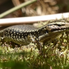 Eulamprus heatwolei at Farringdon, NSW - 10 Jan 2018