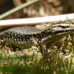 Eulamprus heatwolei at Farringdon, NSW - 10 Jan 2018