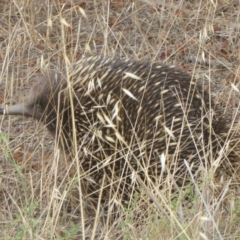 Tachyglossus aculeatus (Short-beaked Echidna) at Lake George, NSW - 10 Jan 2018 by Christine
