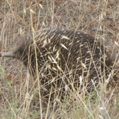 Tachyglossus aculeatus (Short-beaked Echidna) at QPRC LGA - 9 Jan 2018 by Christine