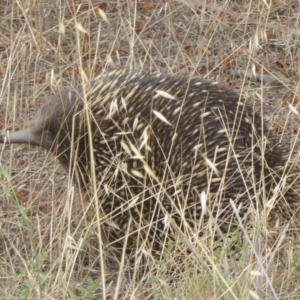 Tachyglossus aculeatus at Lake George, NSW - 10 Jan 2018