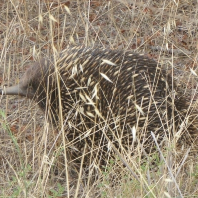 Tachyglossus aculeatus (Short-beaked Echidna) at Lake George, NSW - 10 Jan 2018 by Christine