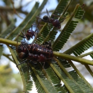 Jalmenus ictinus at Lake George, NSW - 10 Jan 2018 12:00 AM