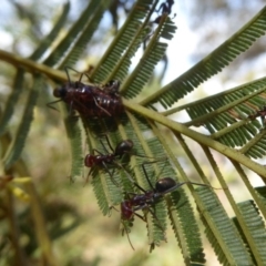 Jalmenus ictinus at Lake George, NSW - 10 Jan 2018 12:00 AM