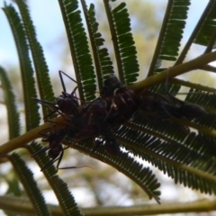 Jalmenus ictinus at Lake George, NSW - 10 Jan 2018