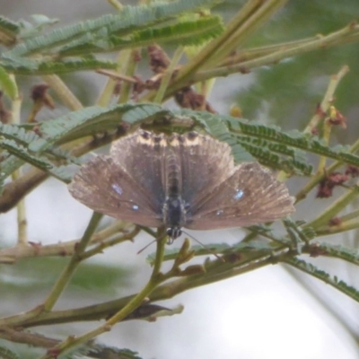 Jalmenus ictinus (Stencilled Hairstreak) at Lake George, NSW - 9 Jan 2018 by Christine