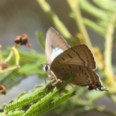 Jalmenus ictinus at Lake George, NSW - 10 Jan 2018 12:00 AM