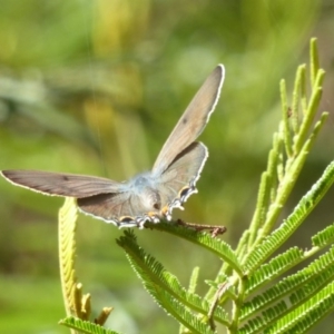 Jalmenus ictinus at Lake George, NSW - 10 Jan 2018 12:00 AM