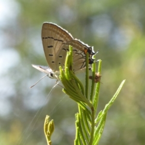 Jalmenus ictinus at Lake George, NSW - 10 Jan 2018 12:00 AM