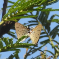 Jalmenus ictinus at Lake George, NSW - 10 Jan 2018 12:00 AM