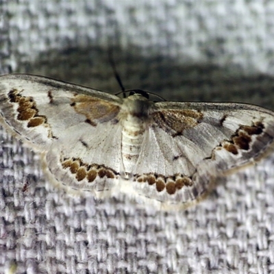 Dithalama cosmospila (Grey Spotted Wave) at O'Connor, ACT - 8 Jan 2018 by ibaird