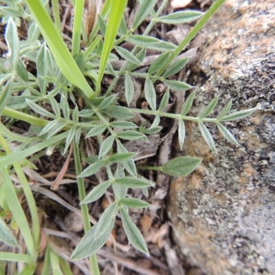 Swainsona sericea (Silky Swainson-Pea) at Michelago, NSW - 26 Dec 2017 by michaelb