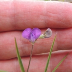 Swainsona sericea at Michelago, NSW - 26 Dec 2017