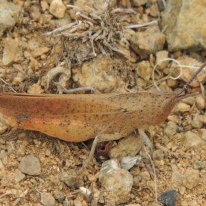 Goniaea carinata at Michelago, NSW - 26 Dec 2017