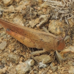 Goniaea carinata at Michelago, NSW - 26 Dec 2017