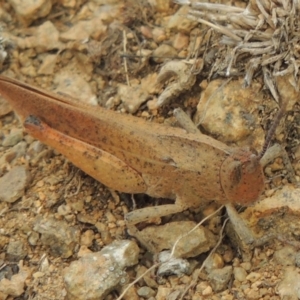 Goniaea carinata at Michelago, NSW - 26 Dec 2017