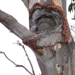 Callocephalon fimbriatum at Hughes, ACT - suppressed