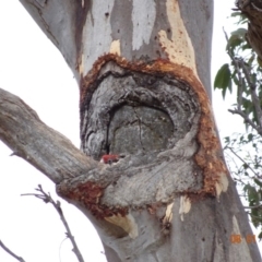 Callocephalon fimbriatum at Hughes, ACT - suppressed