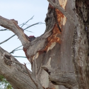 Callocephalon fimbriatum at Hughes, ACT - 11 Jan 2018