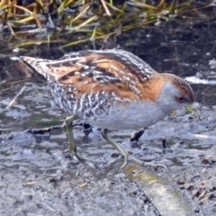 Zapornia pusilla (Baillon's Crake) at Fyshwick, ACT - 9 Jan 2018 by RodDeb