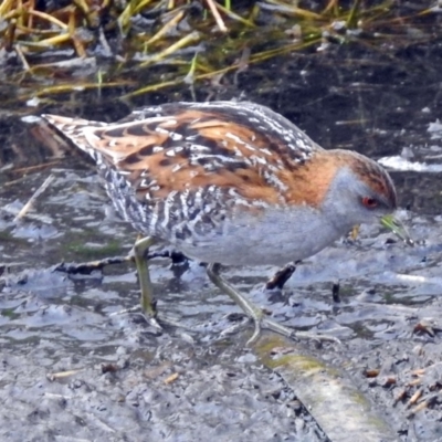 Zapornia pusilla (Baillon's Crake) at Fyshwick, ACT - 10 Jan 2018 by RodDeb