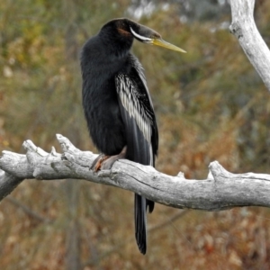 Anhinga novaehollandiae at Fyshwick, ACT - 10 Jan 2018 08:40 AM