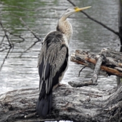 Anhinga novaehollandiae (Australasian Darter) at Jerrabomberra Wetlands - 9 Jan 2018 by RodDeb