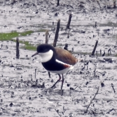 Erythrogonys cinctus (Red-kneed Dotterel) at Fyshwick, ACT - 10 Jan 2018 by RodDeb