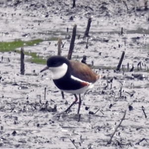 Erythrogonys cinctus at Fyshwick, ACT - 10 Jan 2018