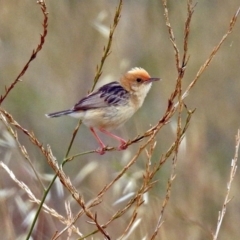 Cisticola exilis (Golden-headed Cisticola) at Fyshwick, ACT - 10 Jan 2018 by RodDeb