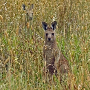 Macropus giganteus at Fyshwick, ACT - 10 Jan 2018 08:16 AM