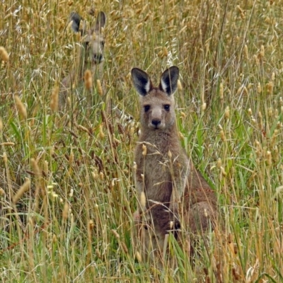 Macropus giganteus (Eastern Grey Kangaroo) at Fyshwick, ACT - 10 Jan 2018 by RodDeb