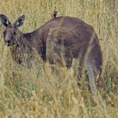 Macropus giganteus at Fyshwick, ACT - 10 Jan 2018 08:16 AM