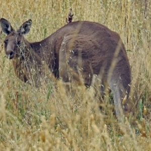 Macropus giganteus at Fyshwick, ACT - 10 Jan 2018 08:16 AM