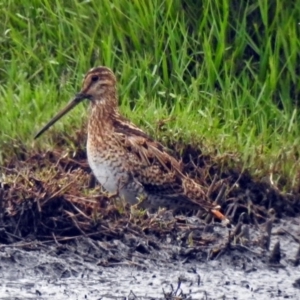 Gallinago hardwickii at Fyshwick, ACT - 10 Jan 2018