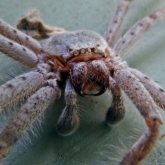 Isopeda (genus) (Huntsman Spider) at Fyshwick, ACT - 10 Jan 2018 by RodDeb