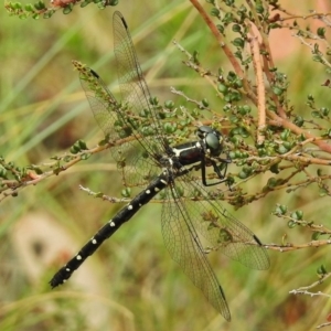 Eusynthemis guttata at Cotter River, ACT - 11 Jan 2018 09:23 AM