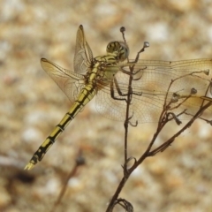 Orthetrum caledonicum (Blue Skimmer) at Paddys River, ACT - 10 Jan 2018 by JohnBundock