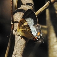 Jalmenus evagoras (Imperial Hairstreak) at Gibraltar Pines - 9 Jan 2018 by JohnBundock