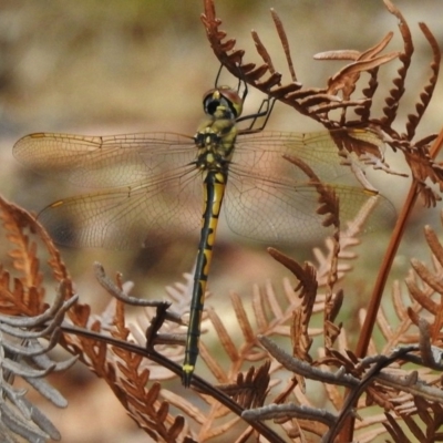 Hemicordulia tau (Tau Emerald) at Paddys River, ACT - 10 Jan 2018 by JohnBundock