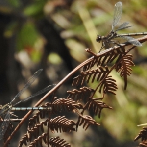 Diphlebia lestoides at Paddys River, ACT - 10 Jan 2018