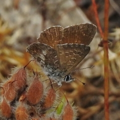 Neolucia hobartensis (Montane Heath-blue) at Namadgi National Park - 10 Jan 2018 by JohnBundock