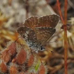 Neolucia hobartensis (Montane Heath-blue) at Cotter River, ACT - 10 Jan 2018 by JohnBundock